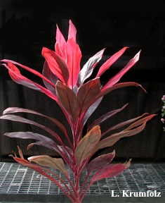 Cordyline Terminalis